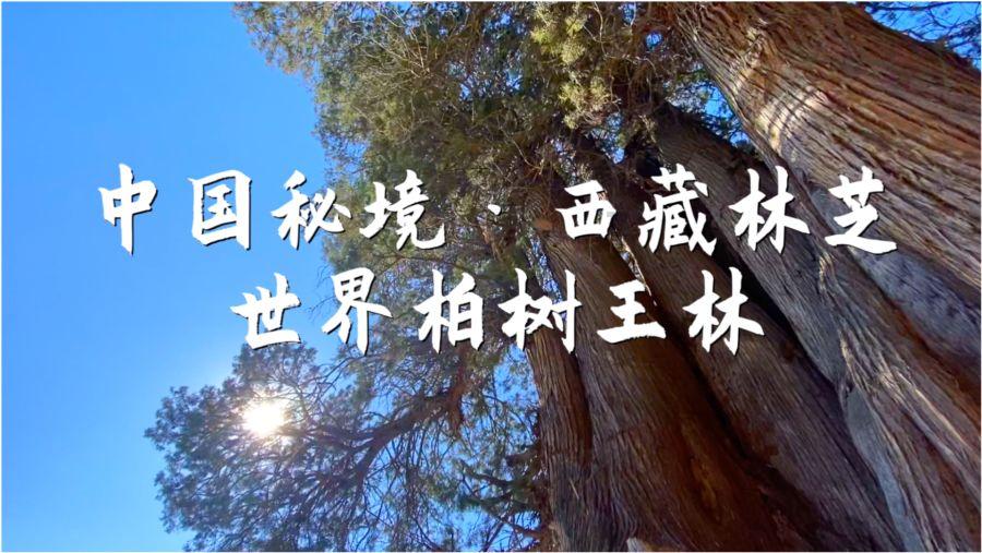 妙鸭相机app下载官网